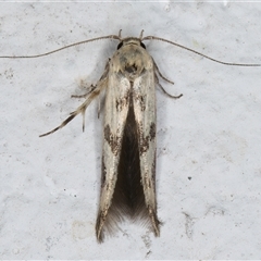 Stathmopoda (genus) at Melba, ACT - 26 Dec 2024 10:53 PM