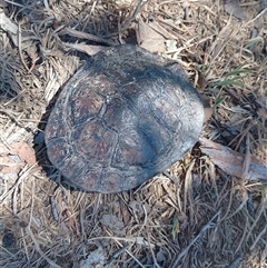 Chelodina longicollis (Eastern Long-necked Turtle) at Symonston, ACT - 29 Dec 2024 by CallumBraeRuralProperty