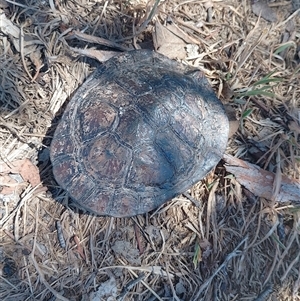 Chelodina longicollis at Symonston, ACT - 29 Dec 2024 11:15 AM