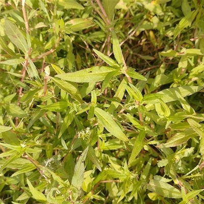 Persicaria prostrata (Creeping Knotweed) at Symonston, ACT - 30 Dec 2024 by CallumBraeRuralProperty