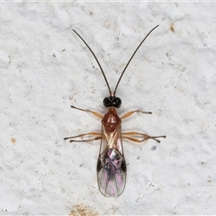 Ichneumonidae (family) (Unidentified ichneumon wasp) at Melba, ACT - 26 Dec 2024 by kasiaaus