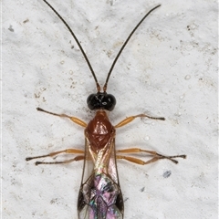 Ichneumonidae (family) at Melba, ACT - 26 Dec 2024