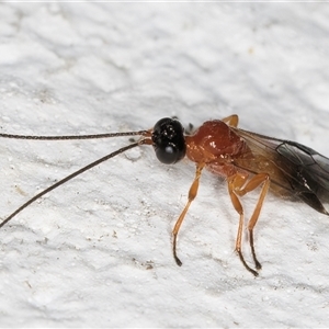 Ichneumonidae (family) at Melba, ACT - 26 Dec 2024