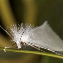 Tipanaea patulella (The White Crambid moth) at Melba, ACT - 26 Dec 2024 by kasiaaus