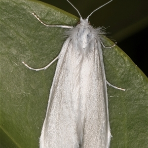 Tipanaea patulella at Melba, ACT - 26 Dec 2024