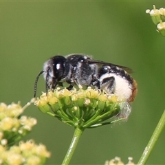 Megachile (Eutricharaea) sp. (genus & subgenus) at Higgins, ACT - 28 Dec 2024 by Jennybach