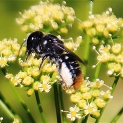 Megachile ferox at Higgins, ACT - 29 Dec 2024