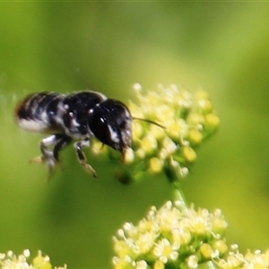 Megachile ferox at Higgins, ACT - 29 Dec 2024