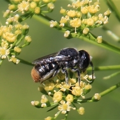 Megachile ferox at Higgins, ACT - 29 Dec 2024