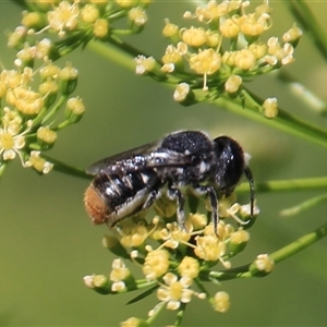 Megachile ferox at Higgins, ACT - 29 Dec 2024