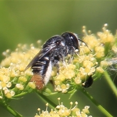 Megachile ferox at Higgins, ACT - 29 Dec 2024