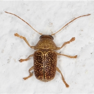 Cadmus sp. (genus) at Melba, ACT - 26 Dec 2024