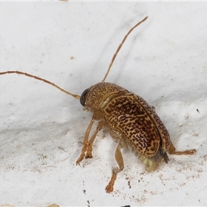 Cadmus sp. (genus) at Melba, ACT - 26 Dec 2024