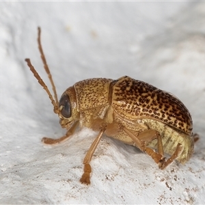 Cadmus sp. (genus) at Melba, ACT - 26 Dec 2024