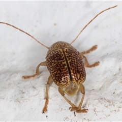 Cadmus sp. (genus) at Melba, ACT - 26 Dec 2024