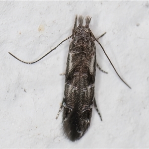 Leptozestis and Trachydora (genera) at Melba, ACT - 26 Dec 2024