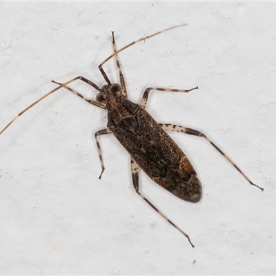 Miridae (family) (Unidentified plant bug) at Melba, ACT - 26 Dec 2024 by kasiaaus