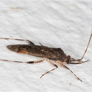 Miridae (family) at Melba, ACT - 26 Dec 2024