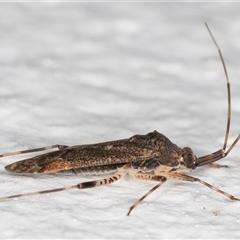 Miridae (family) at Melba, ACT - 26 Dec 2024