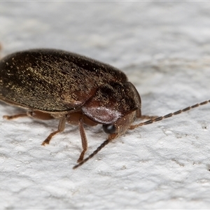 Scirtidae (family) at Melba, ACT - 27 Dec 2024