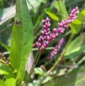 Persicaria decipiens at Laggan, NSW - 29 Dec 2024