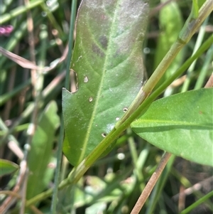 Persicaria decipiens at Laggan, NSW - 29 Dec 2024