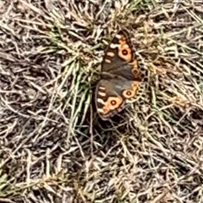 Junonia villida (Meadow Argus) at Symonston, ACT - 30 Dec 2024 by Ash295