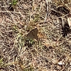 Junonia villida at Symonston, ACT - 30 Dec 2024 09:35 AM