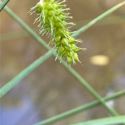 Carex fascicularis (Tassel Sedge) at Laggan, NSW - 29 Dec 2024 by JaneR