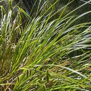 Carex fascicularis at Laggan, NSW - 29 Dec 2024