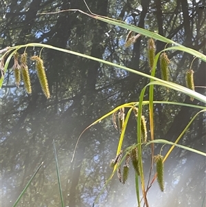 Carex fascicularis at Laggan, NSW - 29 Dec 2024