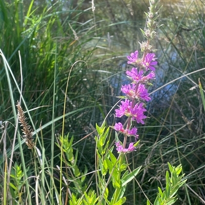 Lythrum salicaria (Purple Loosestrife) at Laggan, NSW - 29 Dec 2024 by JaneR