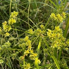 Cyperus eragrostis (Umbrella Sedge) at Laggan, NSW - 29 Dec 2024 by JaneR