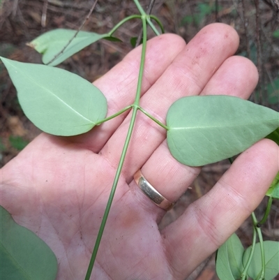 Araujia sericifera at Pappinbarra, NSW - 29 Dec 2024 by jonvanbeest