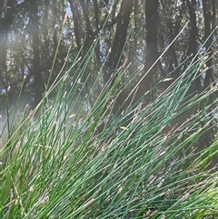 Eleocharis acuta (Common Spike-rush) at Laggan, NSW - 29 Dec 2024 by JaneR