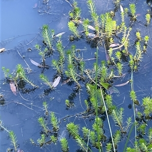 Myriophyllum variifolium at Laggan, NSW - 29 Dec 2024 04:07 PM