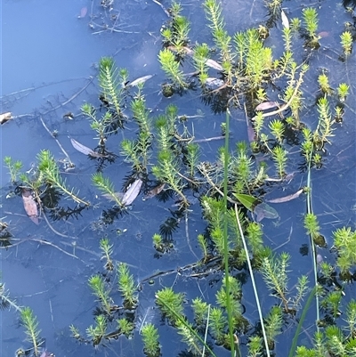 Myriophyllum variifolium (Varied Water-milfoil) at Laggan, NSW - 29 Dec 2024 by JaneR