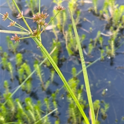 Juncus prismatocarpus (Branching Rush) at Laggan, NSW - 29 Dec 2024 by JaneR