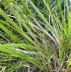 Juncus prismatocarpus at Laggan, NSW - 29 Dec 2024 04:05 PM