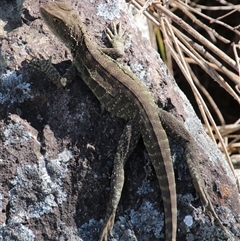 Intellagama lesueurii howittii (Gippsland Water Dragon) at Latham, ACT - 18 Oct 2014 by Jennybach