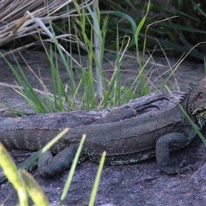 Intellagama lesueurii howittii at Latham, ACT - 18 Oct 2014 02:48 PM