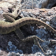 Intellagama lesueurii howittii at Latham, ACT - 18 Oct 2014 02:48 PM