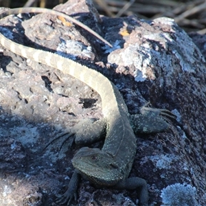 Intellagama lesueurii howittii at Latham, ACT - 18 Oct 2014 02:48 PM