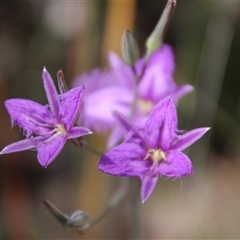 Thysanotus tuberosus subsp. tuberosus (Common Fringe-lily) at Aranda, ACT - 9 Nov 2014 by Jennybach