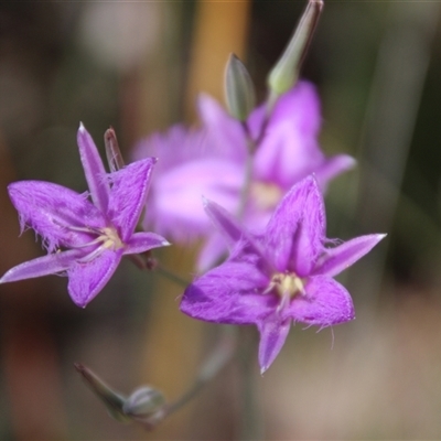 Thysanotus tuberosus subsp. tuberosus (Common Fringe-lily) at Aranda, ACT - 10 Nov 2014 by Jennybach