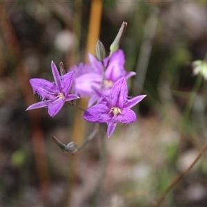 Thysanotus tuberosus subsp. tuberosus at Aranda, ACT - 10 Nov 2014 10:37 AM