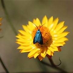 Pollanisus (genus) (A Forester Moth) at Aranda, ACT - 10 Nov 2014 by Jennybach