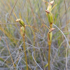 Orthoceras strictum at Yellow Pinch, NSW - suppressed