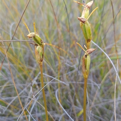 Orthoceras strictum (Horned Orchid) at Yellow Pinch, NSW - 29 Dec 2024 by BethanyDunne