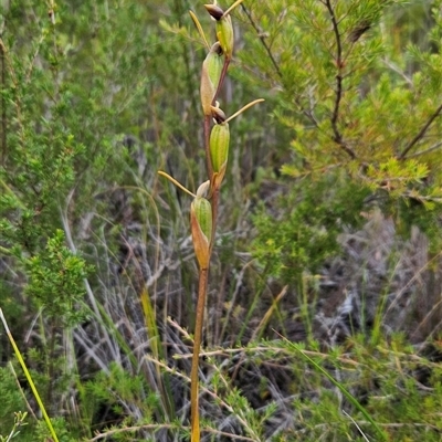 Orthoceras strictum (Horned Orchid) at Yellow Pinch, NSW - 29 Dec 2024 by BethanyDunne